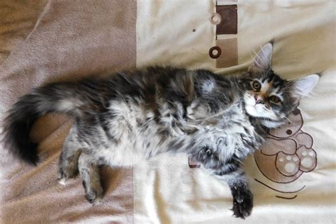 canile mariano|Chatterie Astra Maine Coon XXL